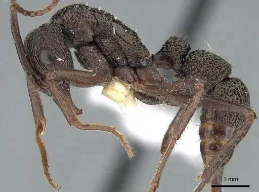 Rhytidoponera scaberrima - CASENT0281268