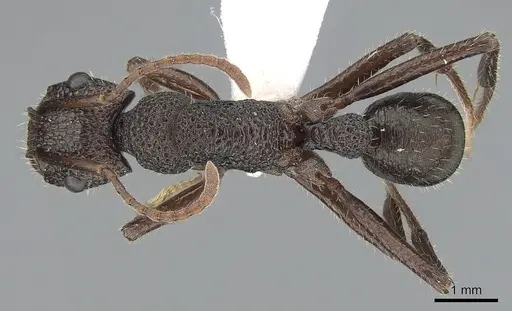 Rhytidoponera scaberrima - CASENT0281269