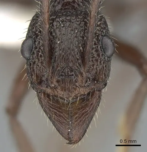 Rhytidoponera scaberrima - CASENT0281269