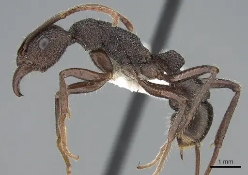 Rhytidoponera scaberrima - CASENT0281269