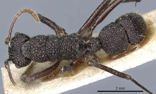 Rhytidoponera scaberrima - CASENT0903827