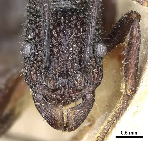 Rhytidoponera scaberrima - CASENT0903827