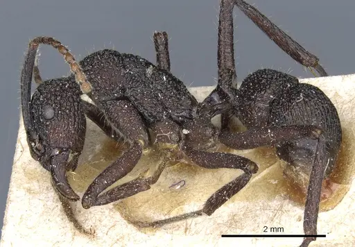 Rhytidoponera scaberrima - CASENT0903827