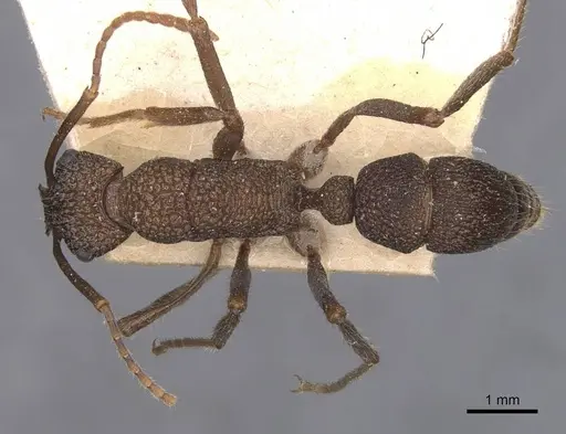 Rhytidoponera scaberrima - CASENT0907146