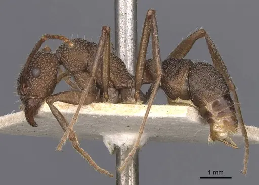 Rhytidoponera scaberrima - CASENT0907146