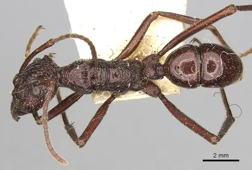 Rhytidoponera scabra specimen