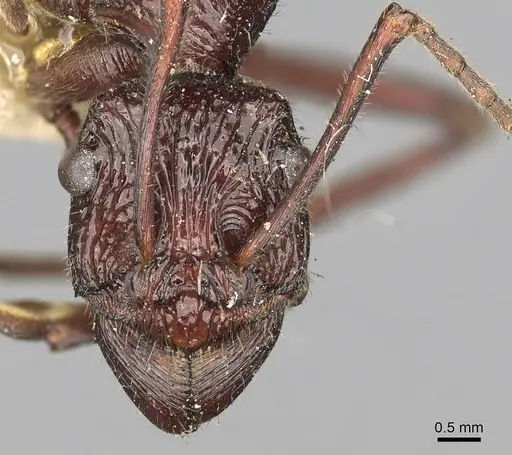 Rhytidoponera scabra specimen