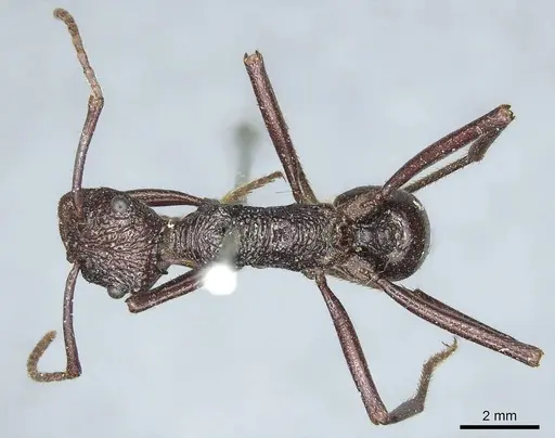 Rhytidoponera scabra - CASENT0915928