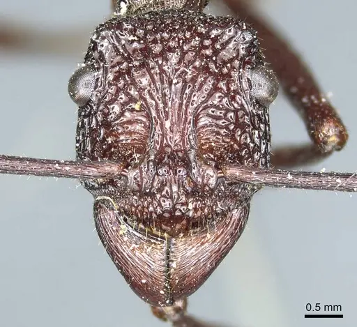 Rhytidoponera scabra - CASENT0915928