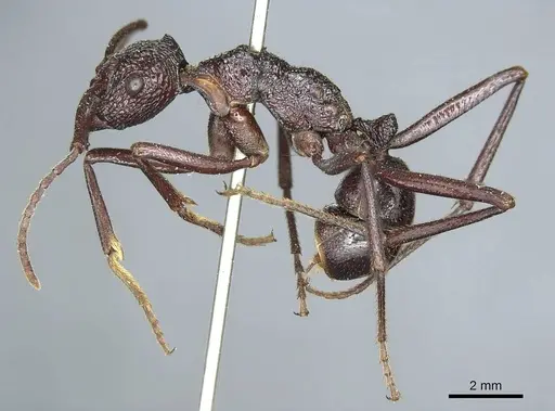 Rhytidoponera scabra - CASENT0915928