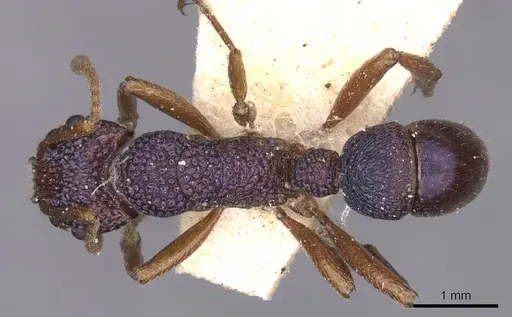 Rhytidoponera scabrior specimen