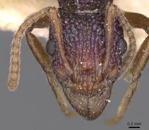 Rhytidoponera scabrior specimen