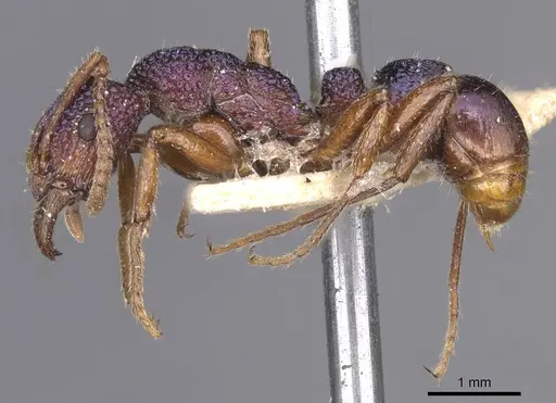 Rhytidoponera scabrior specimen