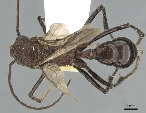 Rhytidoponera spoliata specimen