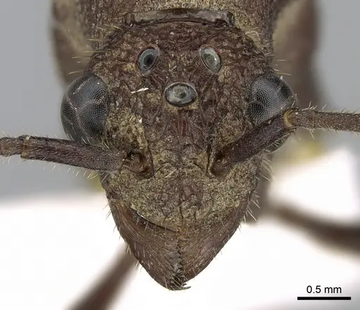 Rhytidoponera spoliata specimen