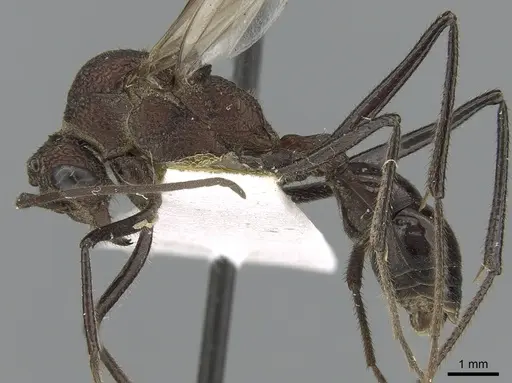 Rhytidoponera spoliata specimen