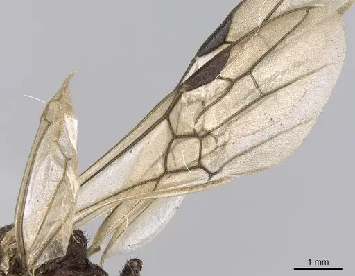 Rhytidoponera spoliata - CASENT0281296