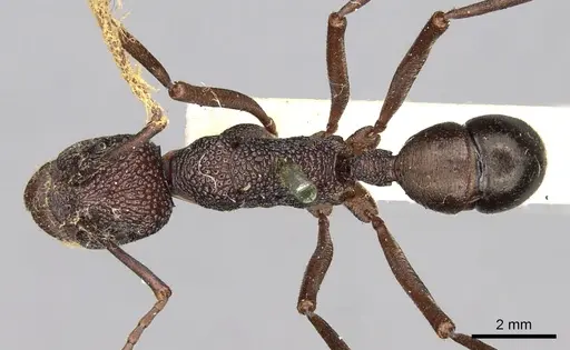 Rhytidoponera spoliata - CASENT0281820