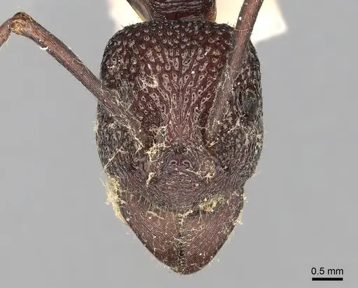 Rhytidoponera spoliata - CASENT0281820