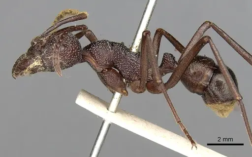 Rhytidoponera spoliata - CASENT0281820