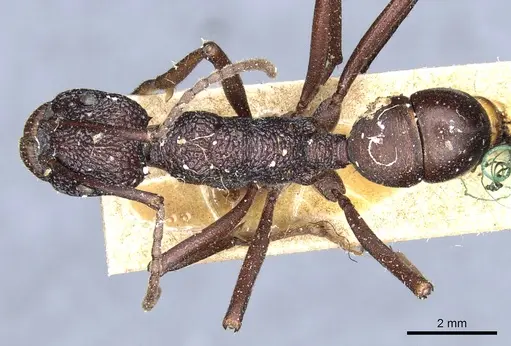 Rhytidoponera spoliata - CASENT0903815