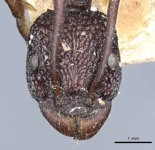 Rhytidoponera spoliata - CASENT0903815