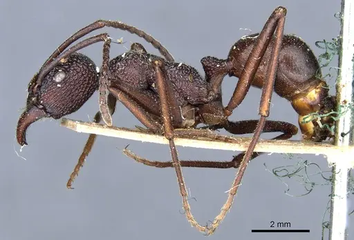 Rhytidoponera spoliata - CASENT0903815