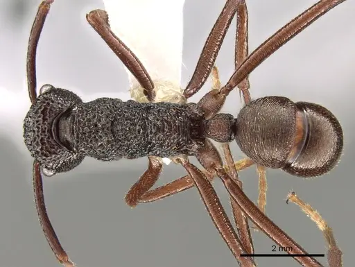 Rhytidoponera strigosa specimen