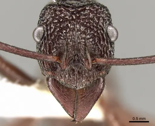 Rhytidoponera strigosa specimen