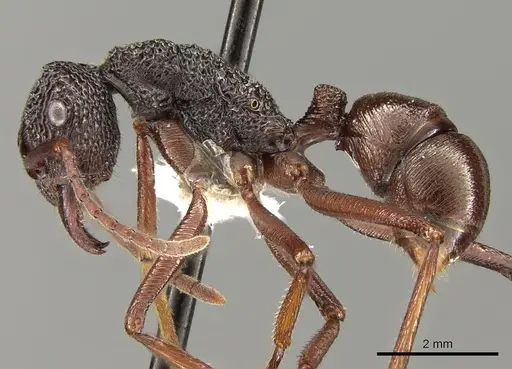 Rhytidoponera strigosa specimen