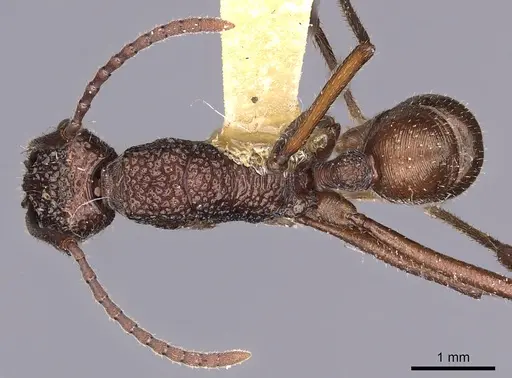 Rhytidoponera strigosa - CASENT0900524