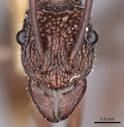 Rhytidoponera strigosa - CASENT0900524