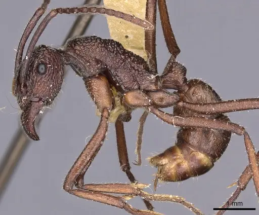 Rhytidoponera strigosa - CASENT0900524