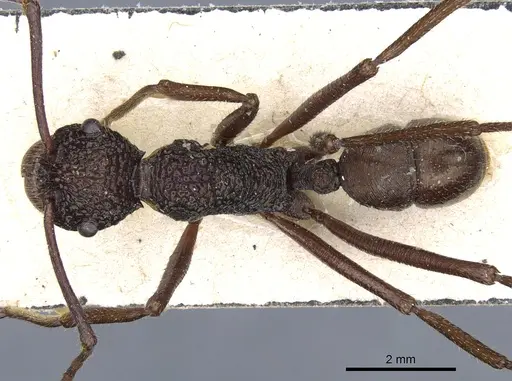 Rhytidoponera strigosa - CASENT0903818