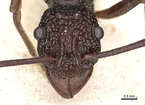 Rhytidoponera strigosa - CASENT0903818