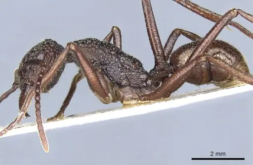 Rhytidoponera strigosa - CASENT0903818