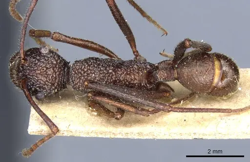 Rhytidoponera strigosa - CASENT0903819