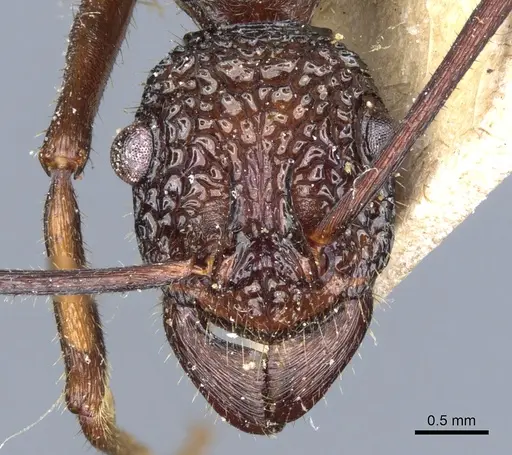 Rhytidoponera strigosa - CASENT0903819