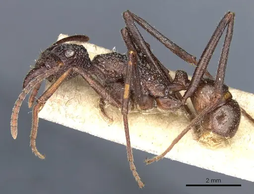 Rhytidoponera strigosa - CASENT0903819