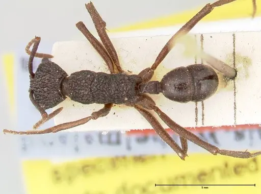 Rhytidoponera strigosa - FOCOL0391