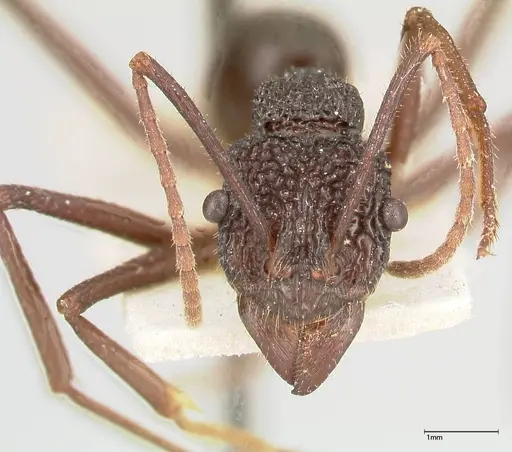 Rhytidoponera strigosa - FOCOL0391