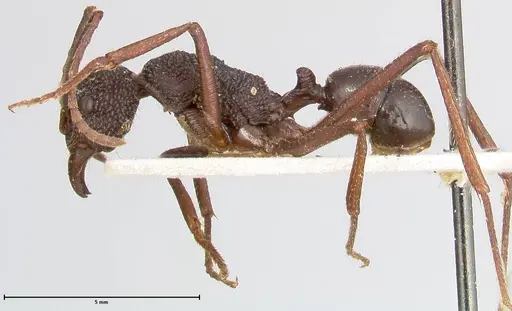 Rhytidoponera strigosa - FOCOL0391