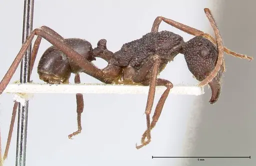 Rhytidoponera strigosa - FOCOL0391