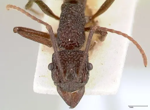 Rhytidoponera strigosa - FOCOL0392