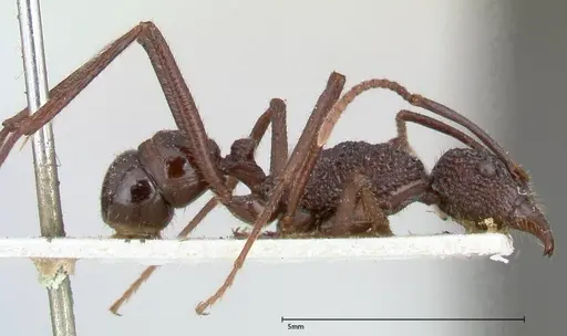 Rhytidoponera strigosa - FOCOL0392
