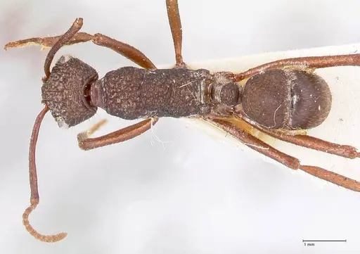 Rhytidoponera strigosa - FOCOL0904