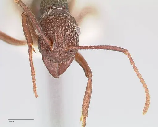 Rhytidoponera strigosa - FOCOL0904