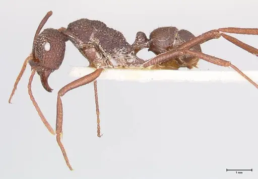 Rhytidoponera strigosa - FOCOL0904