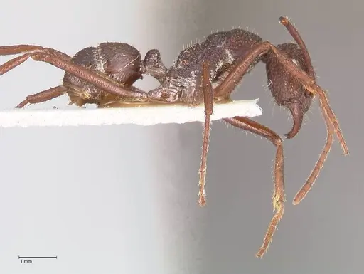 Rhytidoponera strigosa - FOCOL0904