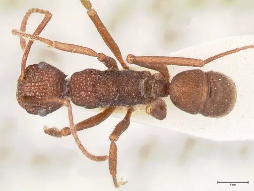 Rhytidoponera strigosa - FOCOL0905